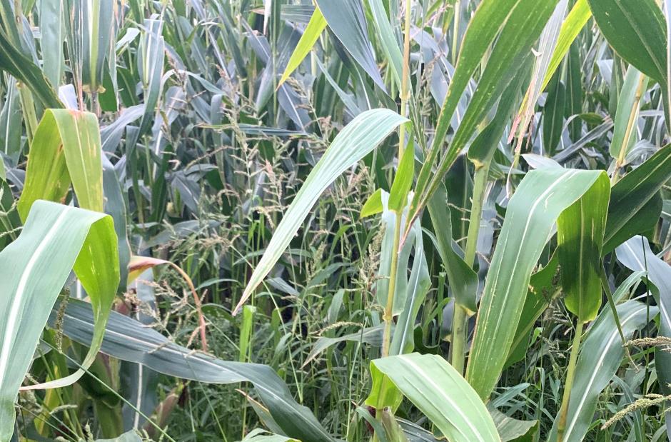 Giv hanespore kamp til stregen i majshøsten - LandbrugsAvisen