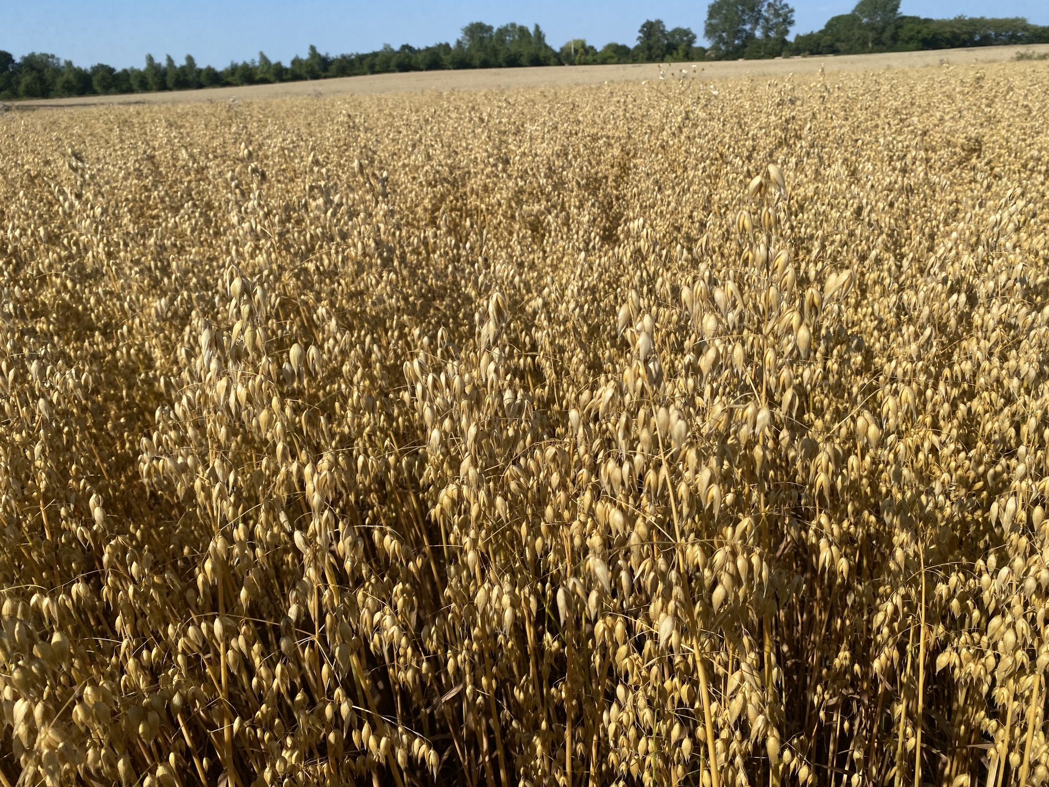 Havre er højdespringeren: Vinder frem, selv om det samlede kornareal ...