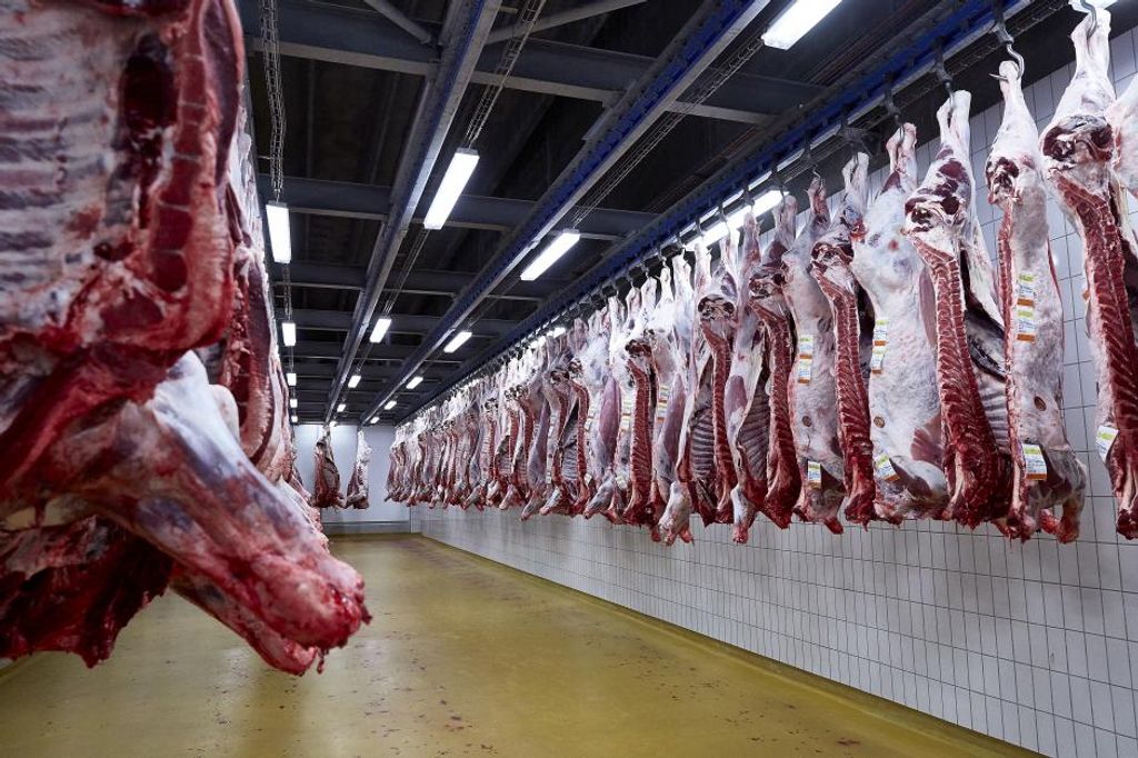 DC Beef vil tydeliggøre sine kvaliteter i kampen mod sydamerikansk kød ...