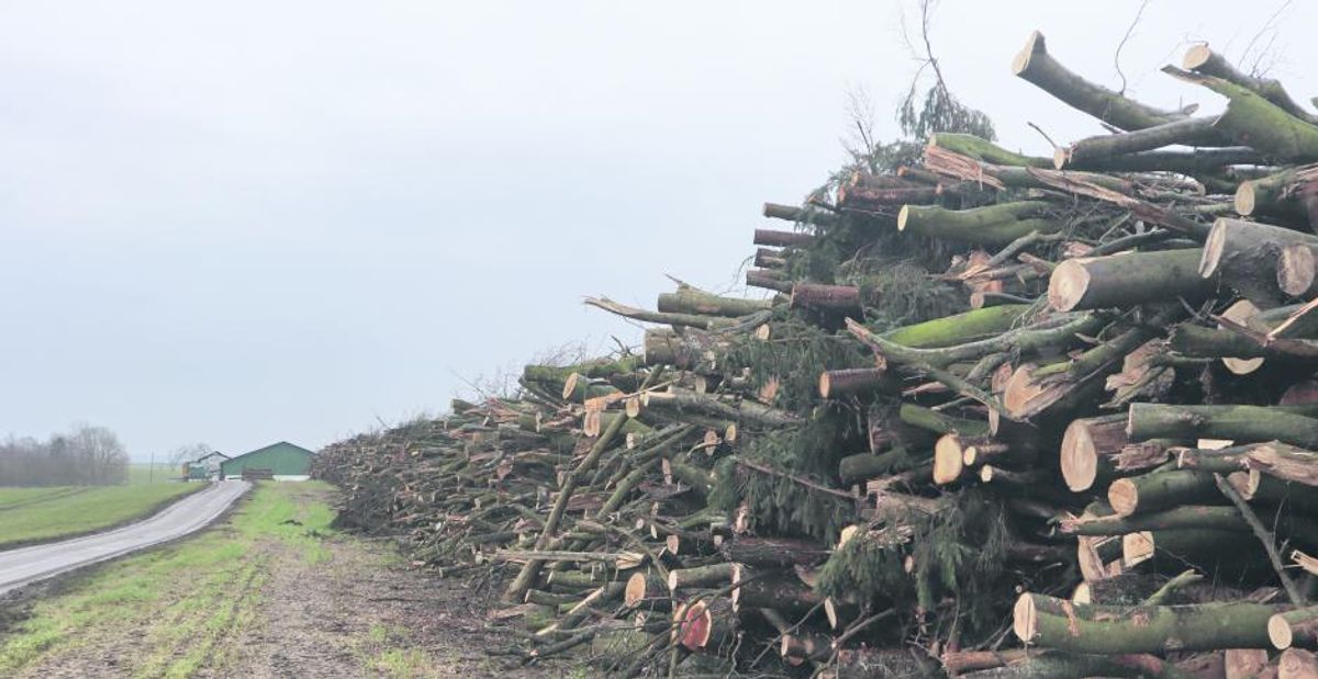 Mange penge i at tynde hegn og remiser - LandbrugsAvisen