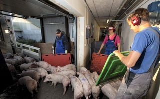 SPF-Danmark overtager jysk transportør - LandbrugsAvisen