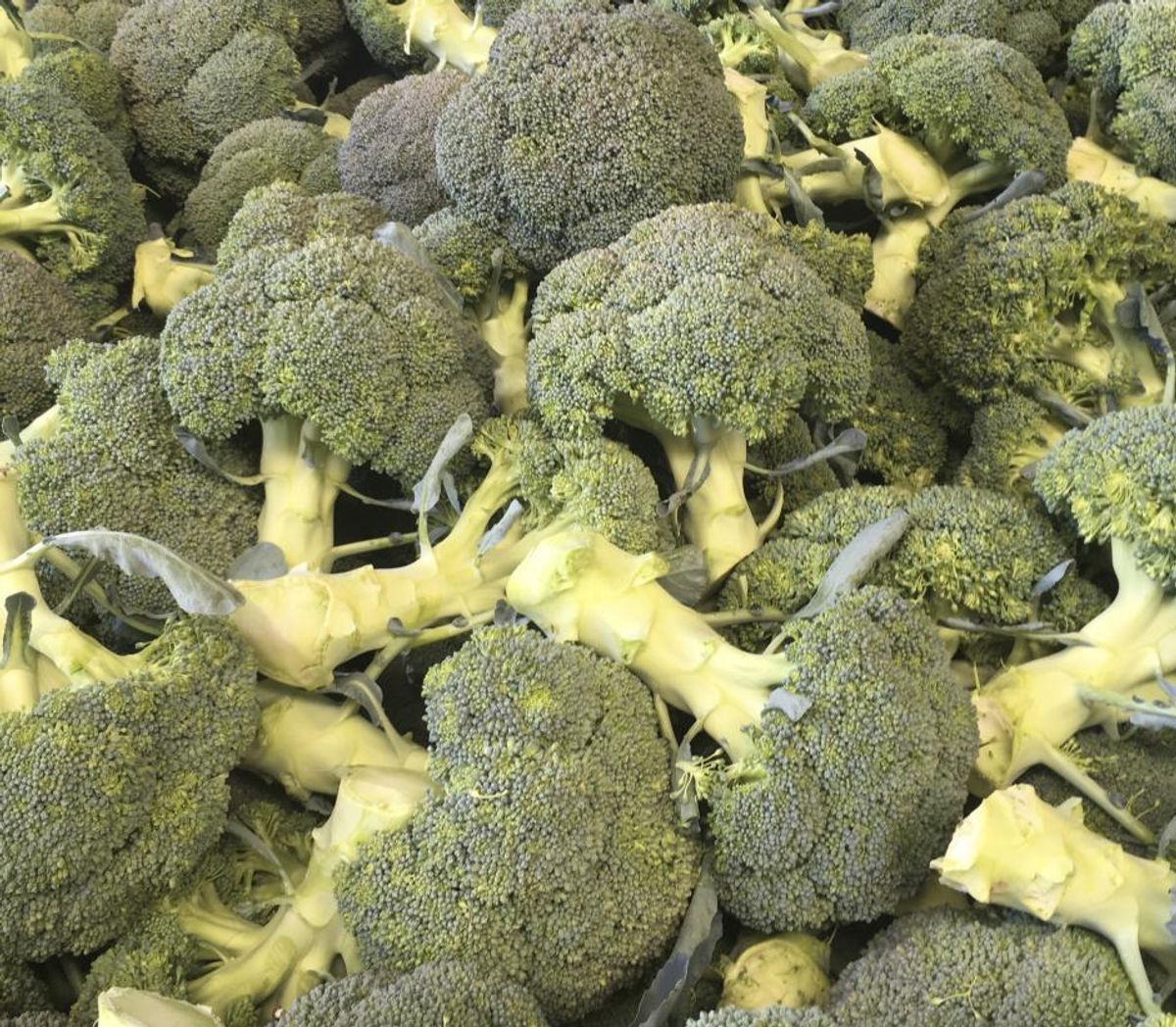 Højt udbytte og god kvalitet i broccoli – men også haglskade ...