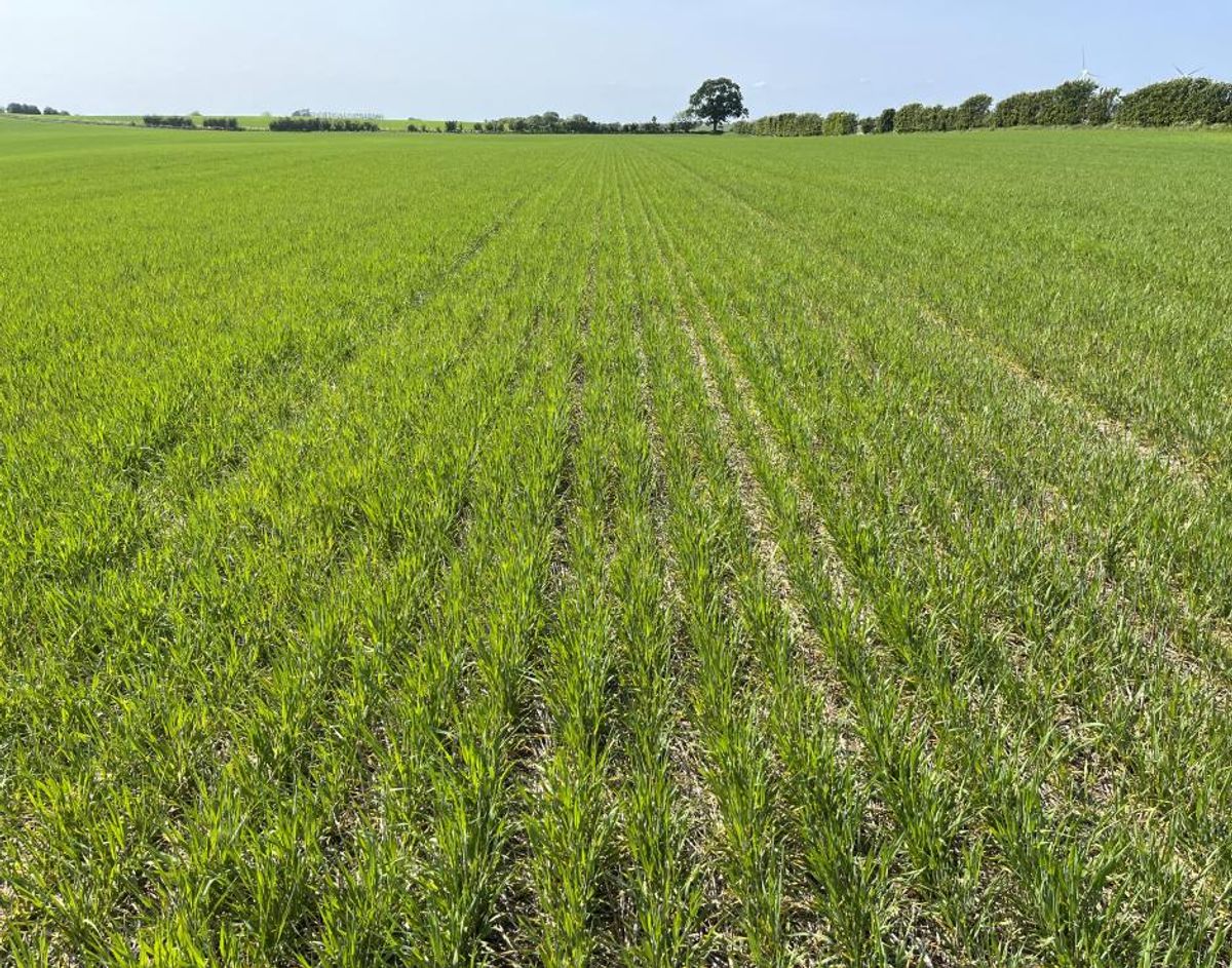 Landmand: Conservation Agriculture gør afgrøderne mere robuste mod ...