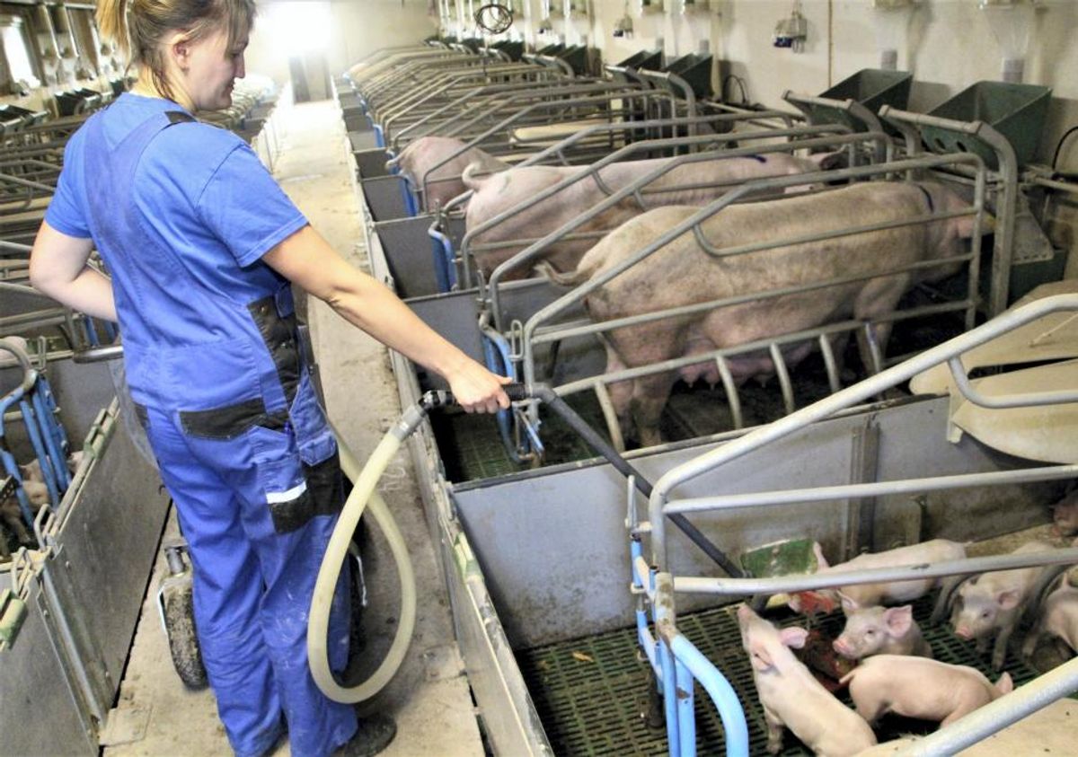 Besætningsantal rasler ned: Flere end 250 grisebedrifter forsvundet på ...