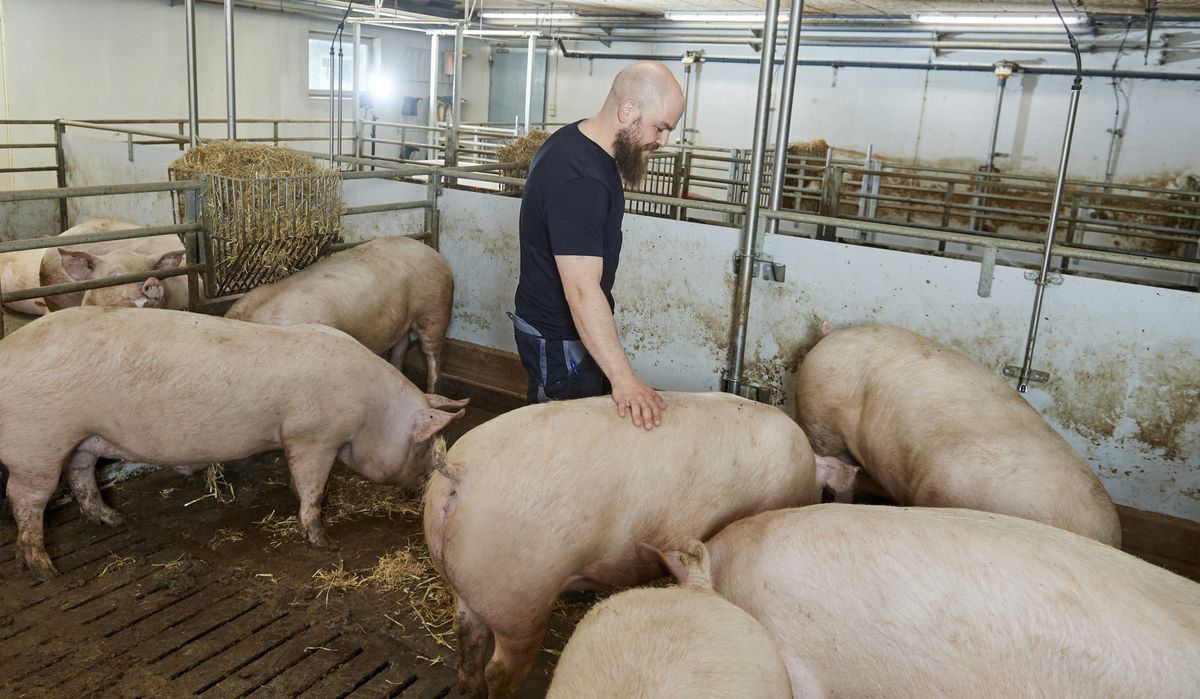 5 anbefalinger til robuste polte - LandbrugsAvisen
