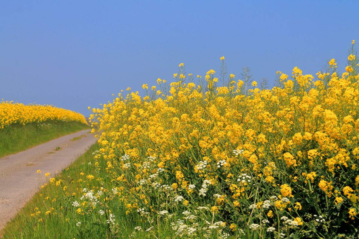 Tørken sniger sig ind på østdanske landmænd: – ‘Brændstofmåleren’ er i ...
