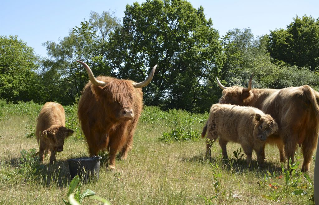 Naturpleje kan blive stort – chikane fra et lille fåtal må ikke få os ...