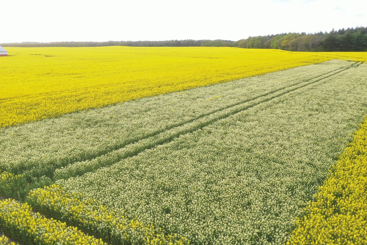 Midtjysk landbrug tester: Midt i den gule raps står en hvid mulighed ...