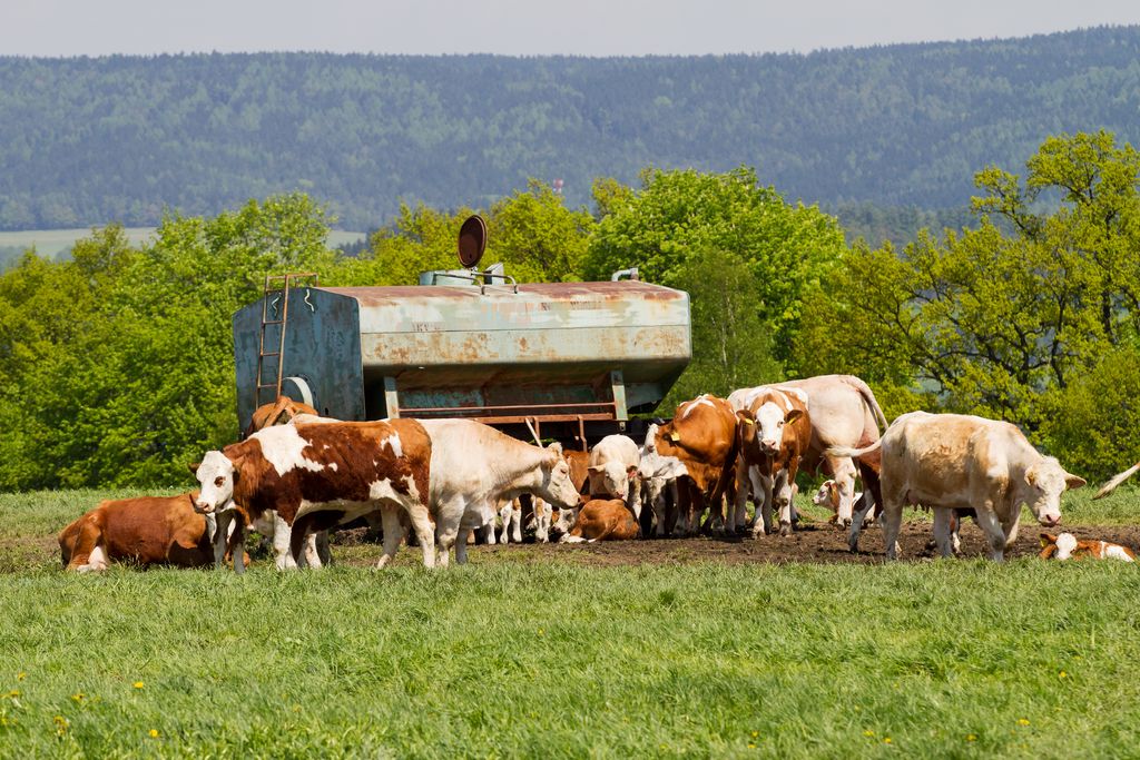 Herd of cows at spring green field