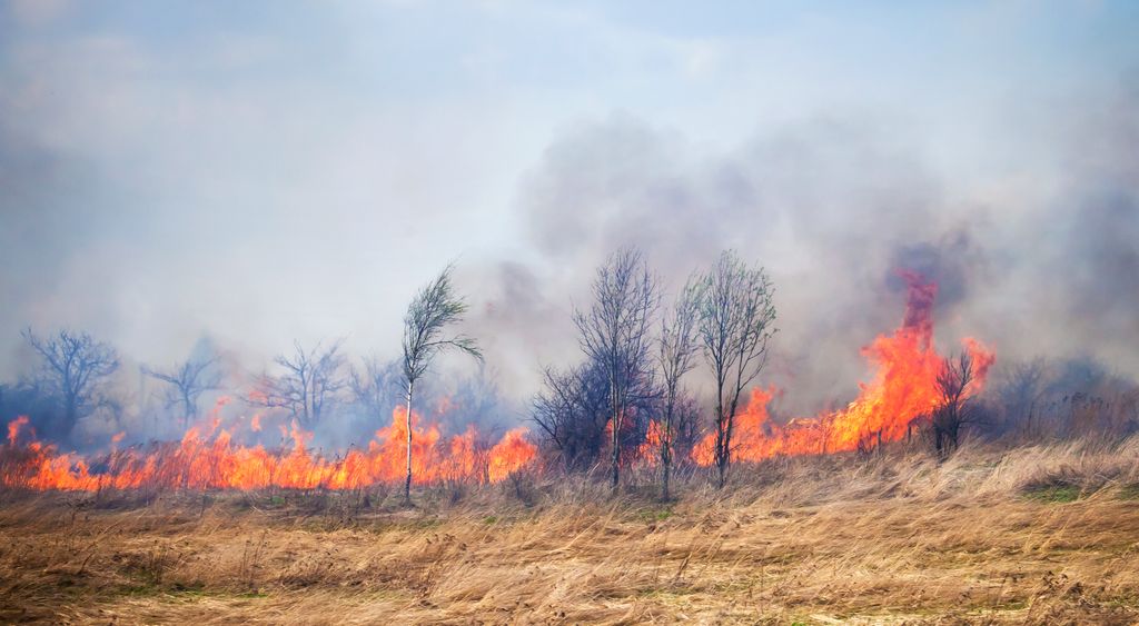 Fire on dry grass and trees in the field inflated by a strong wind