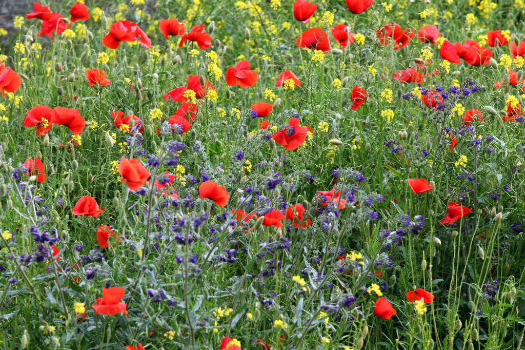 Field of poppies. Fresh spring, summer, rural concept. Floral background.Greeting card and cover